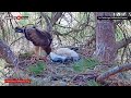 ep.378🦤booted eagle nest／todos los secretos pollos Águila calzada @directo natura