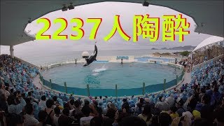 鴨川シーワールド２０１８　シャチパフォーマンス２９１　GoProで２２３７人が陶酔したショーを４Ｋで撮ってみた　killer whale show