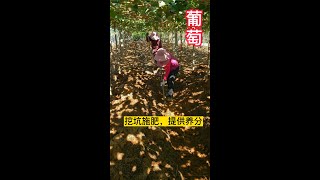 葡萄種植管理技術分享，挖坑施秋肥，提供養分Sharing of grape planting management techniques，dig pits to apply fertilizer