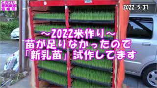 ～2022米作り～苗が足りなかったので「新乳苗」試作してます