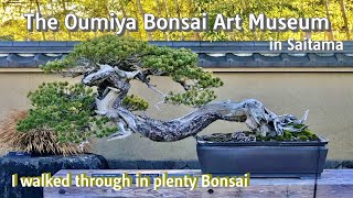 Walking through the Bonsai garden! The Omiya Bonsai Art Museum in Saitama, Japan.