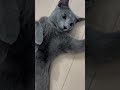 電池切れ猫　 shorts ロシアンブルー　 ねこ　 ねこ動画　 cat 猫　 russianblue