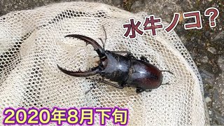 夏の終わりにノコギリクワガタ発見！[クワガタ採集2020年8月下旬]