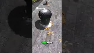 #leaks #fixit #yikes #roofer #shorts #builder #howto #home #diy #tips #roofing #repair #shingles