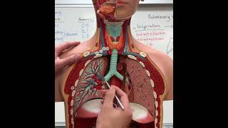 Torso Model: Respiratory Structures