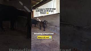 Breeding is very important for dairy farming #buffalo #calf #viralshort #youtubetrending #viralfeed