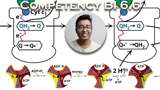 Q Cycle| Chemiosmotic hyphothesis| ATP Synthase (Binding change model)- Energetics and Regulation.