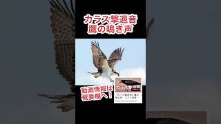 鷹の鳴き声、スズメ対策やハチドリ対策にも！ #shorts #hawk #カラス対策