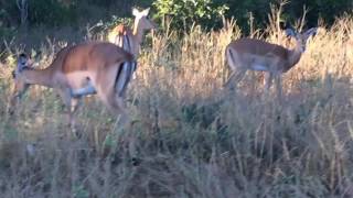 世界一周＃１３　safari チョベ国立公園 in ボツワナ