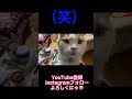 どんな臭いにも反応するモフモフ猫【れんちゃんねる】 short