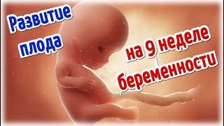 Развитие плода на 9 неделе беременности!