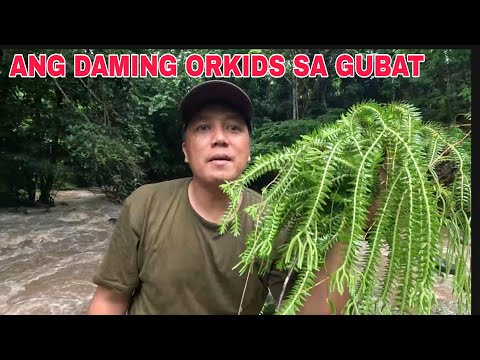 Nagkalat sa gubat mga kakaibang orkids pararamihin sa bahay….not for sale