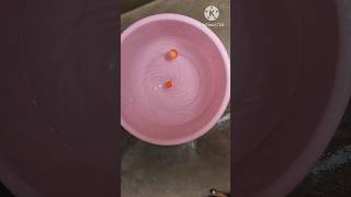 Magic on centrifugal force. #science #experiment #centrifugalforce #shorts