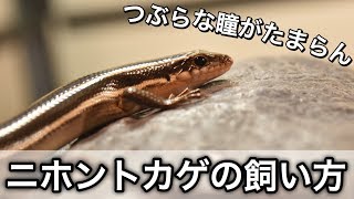 ニホントカゲの飼い方/飼育環境セッティング