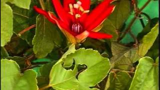 Passiflora vitifolia .wmv