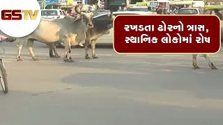 Palanpur માં રખડતા ઢોરનો ત્રાસ, સ્થાનિક લોકોમાં રોષ | Gstv Gujarati News