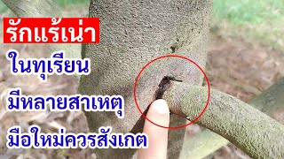 Ep277ทุเรียนรักแร้เน่ามีหลายสาเหตุอย่ามองข้าม ต้องเรียบรักษา