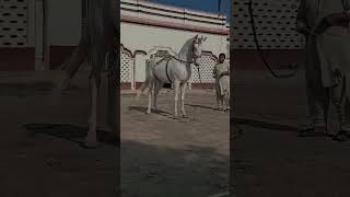 Best horse ever #nukra #horse #viralvideo #horselover