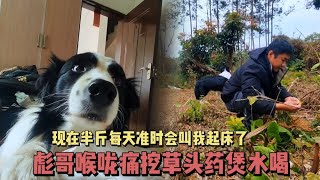 139集：半斤习惯了乡下的生活每天都会叫我起床和吃饭挺操心的😂农村遍地都是宝（中草药）有什么感冒喉咙痛上火随便抓一把就可以药到病除，今天彪哥不舒服也抓一把草头药煲水喝了