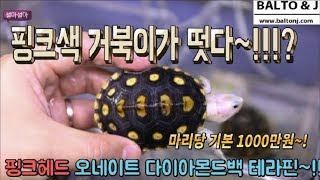 핑크색 거북이??? 핑크헤드 오네이트 다이아몬드백 테라핀 DBT [서울파충류샵 발토앤제이TV]