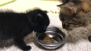 捨て猫保護　１２日目　食事シーン①