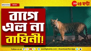 Tigress  Yamuna | ২৪ ঘণ্টা পার, এখনও বাগে এল না বাঘিনী! | Zee 24 Ghanta