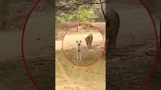 Leopard Attack On Dog 😨😨 | #shorts #shortsfeed #attack