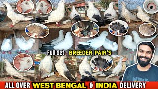 Pure Chini Kalduma / Lalduma Pigeons For Sale Of Pratap Bhai | Kalduma Kabootar Sale