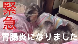 【シュナウザー】胃腸炎になりました🏥　愛犬が体調を崩してしまった時の様子と対処法。効果があった薬の飲み方💊