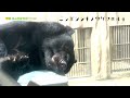 【東山動植物園公式】うとうと《 ニッポンツキノワグマ　クマ 》