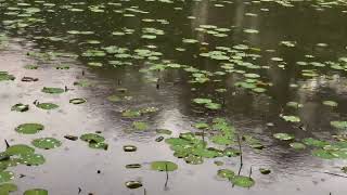 Gentle rain drop sounds on water lily pond. For relaxing, sleeping, and meditating.