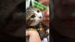 相変わらず可愛いからスリスリしてみた😍 #猫 #cat #catcute #食いしん坊 #catlover #cutecat #猫動画 #猫