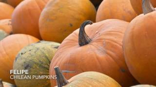 Felipe describes Chilean pumpkins