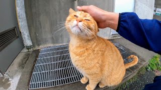 小雨の中、軒先に座っていた野良猫を撫でると懐いてきて膝の上に乗ってきた