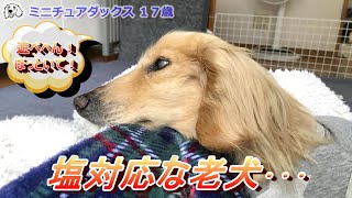 塩対応な老犬です･･･遊んでくれません（涙）【ミニチュアダックス　17歳　老犬】