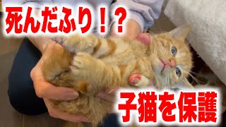 死んだふりをする迷い子猫を保護しました【We rescued a kitten】