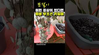 이런 증상이 있다면 무조건 화분 키우세요#plants #식집사 #식물관리