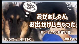 【おと～しゃんとお留守番】今日はおかあしゃんがお出かけするので、まろんはおと～しゃんとおるすばんです＾＾さて、どんな感じかな？