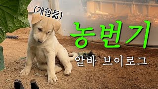 새벽 5시에 출근해서 저녁 7시에 퇴근하는 시골 농번기 알바 브이로그