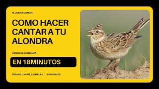 COMO HACER CANTAR A TU ALONDRA COMUN EN 18 MINUTOS (AVES DE CANTO)