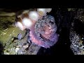 Dive Report Madrona Point October 15 2017 2017