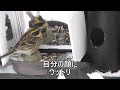 鏡を見たミヤマホオジロは他の野鳥にない珍しい動きをする4　自分の顔にくぎ付け