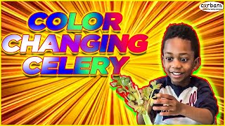 How Plants Get Their Water | Awesome Celery Experiment for Kids