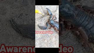 கருந்தேள் விஷம் #awareness #scorpion #poison #subscribe