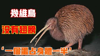 【幾維鳥】遠看獼猴桃，近看幾維鳥！也太可愛了!