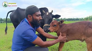 বাছুর মাটি খায় | মাটি খাওয়া প্রতিরোধে কি করতে পারি জেনে নিন