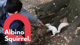 Family feeds a rare albino squirrel by hand in a park 🐿️ | SWNS