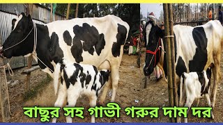 টাঙ্গাইল জেলা মির্জাপুর দেওহাটা গরুর হাট বাছুর সহ গাভী গরুর দাম দর