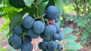 Clyde River Berry Farm New South Whales (please see description for more Info)