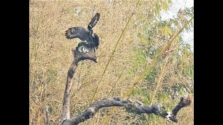 Muvanlai nupa chi inthlah lai leh bengvar thlak dang...Crested Serpent Eagle mating